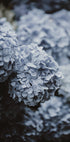 Blaues Hortensien-Poster - Posterbox.dk
