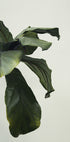 Poster mit botanischen Blättern - Posterbox.dk
