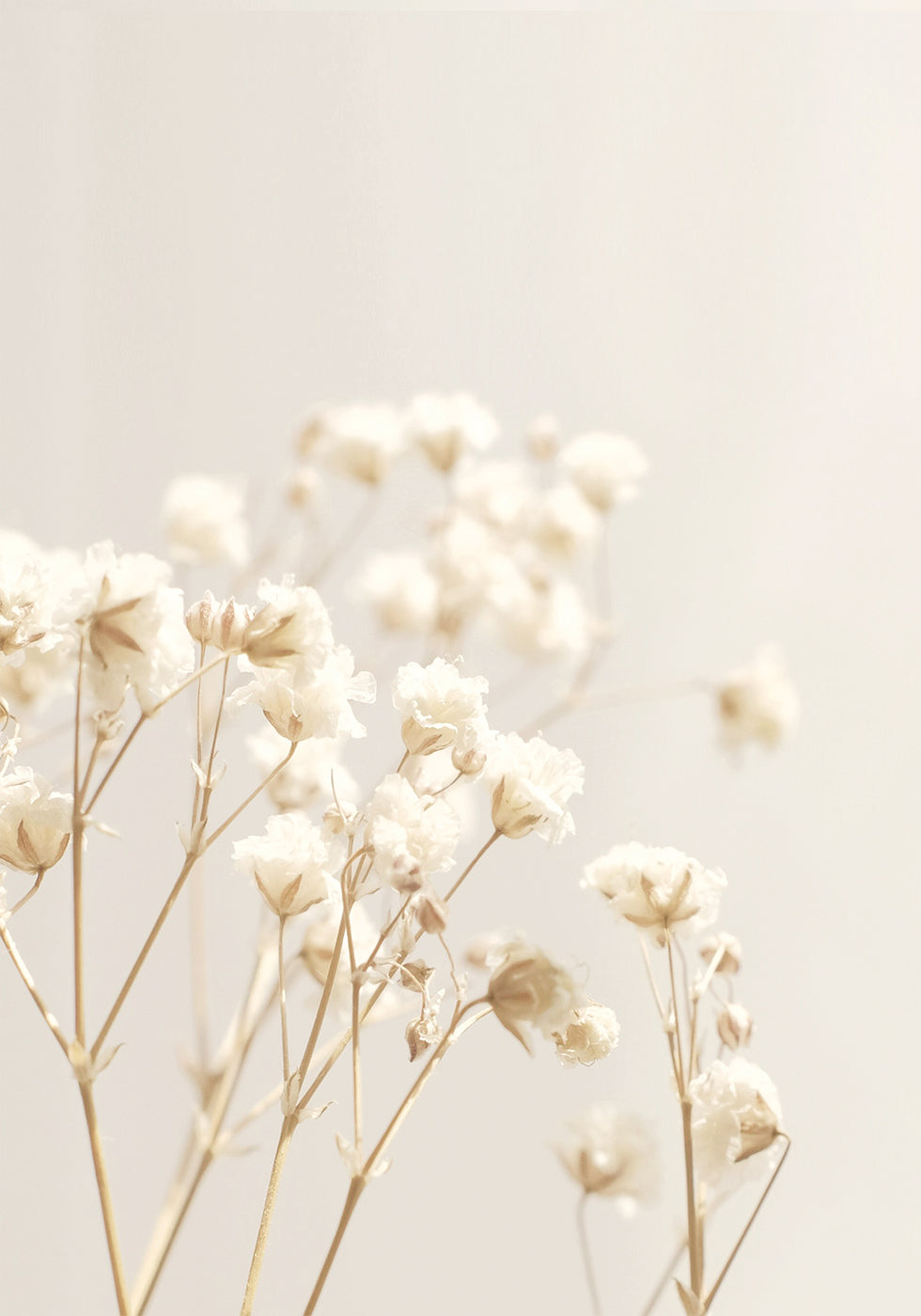 Helle Blumen Poster - Posterbox.dk