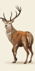 Braunes Hirsch-Poster - Posterbox.dk