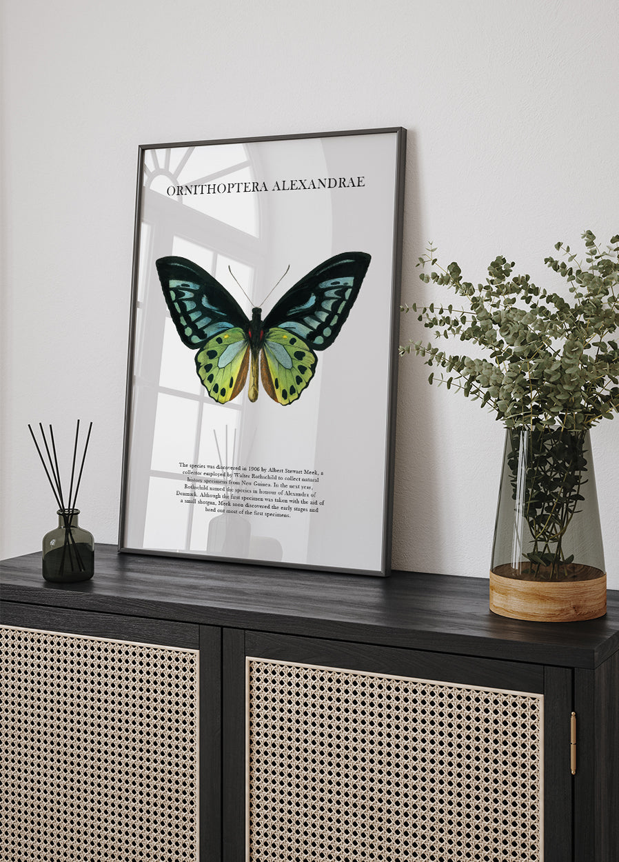 Schmetterlingsplakat - Posterbox.dk