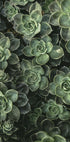 Close Up Green Poster - Posterbox.dk