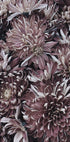 Dahlien-Poster - Posterbox.dk