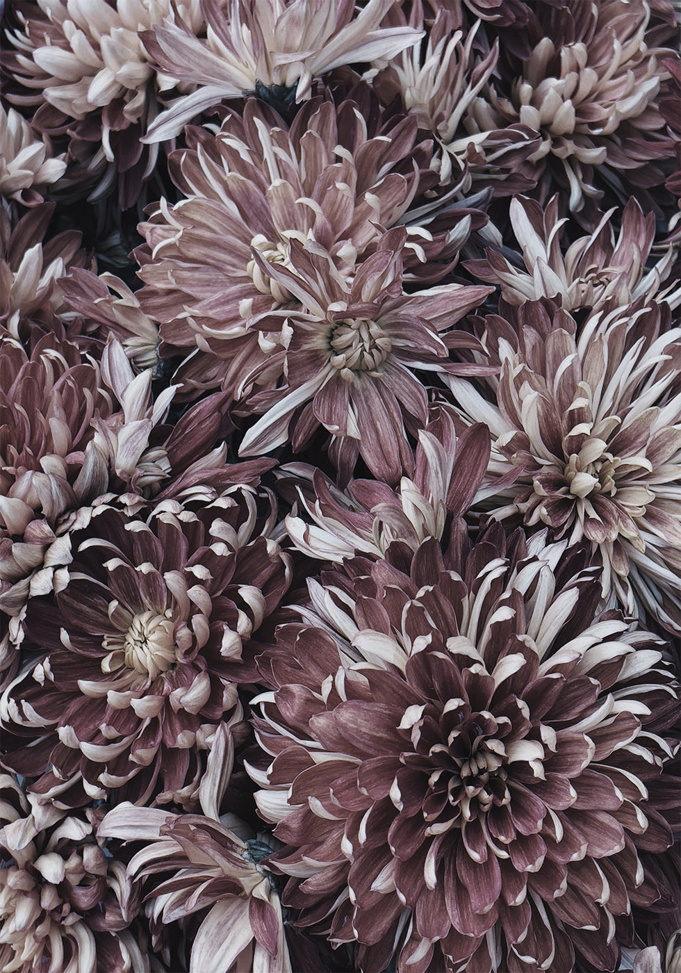 Dahlien-Poster - Posterbox.dk