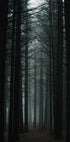 Dunkler Wald Poster - Posterbox.dk