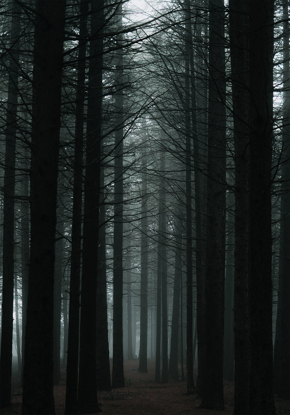 Dunkler Wald Poster - Posterbox.dk