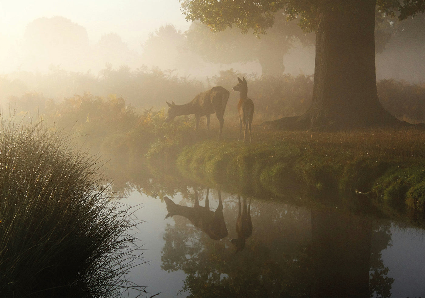 Poster „Hirsch im Nebel“ - Posterbox.dk