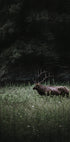 Hirsch in der Natur Poster - Posterbox.dk