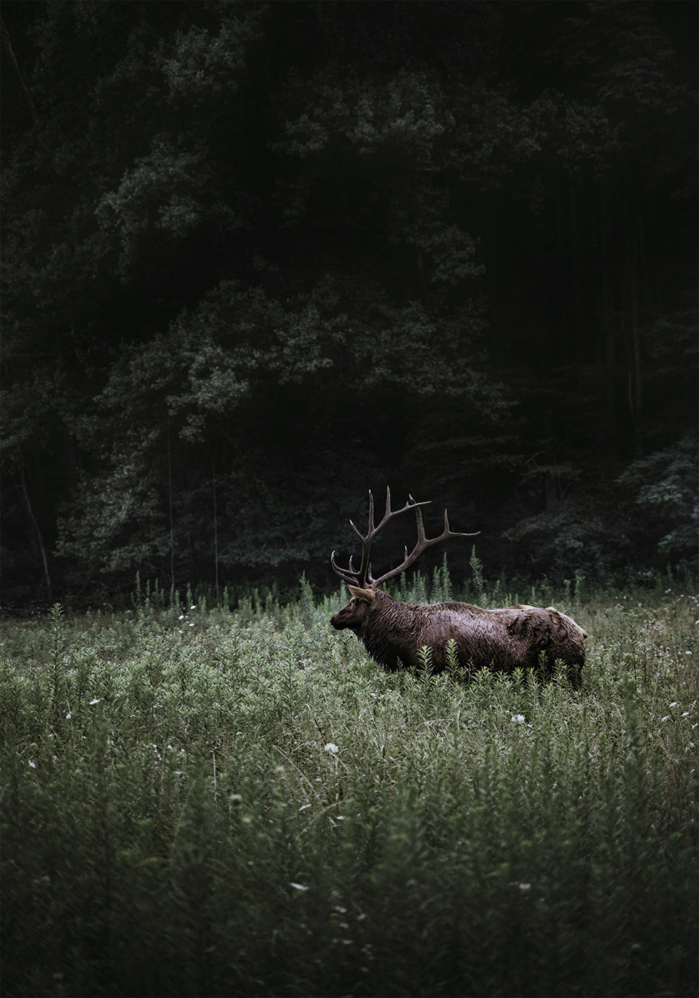 Hirsch in der Natur Poster - Posterbox.dk
