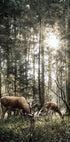 Hirsch im Wald Poster - Posterbox.dk