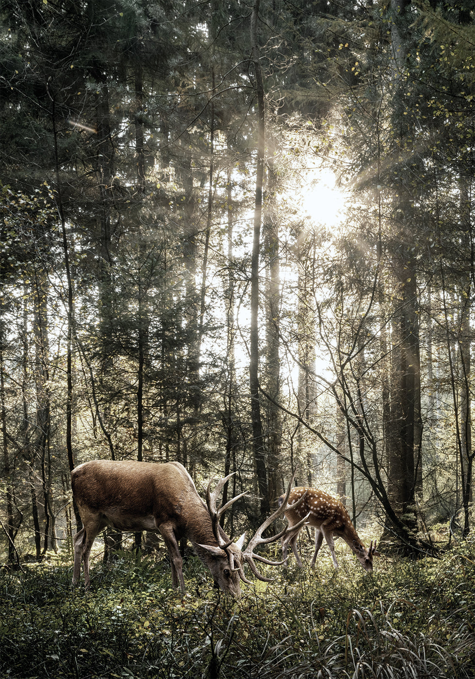 Hirsch im Wald Poster - Posterbox.dk