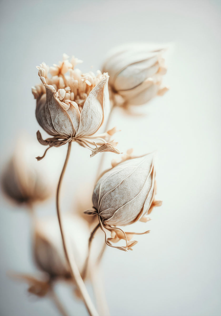 Delicate Blossoms Plakat - Posterbox