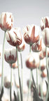 Niederländische Tulpen-Poster - Posterbox.dk