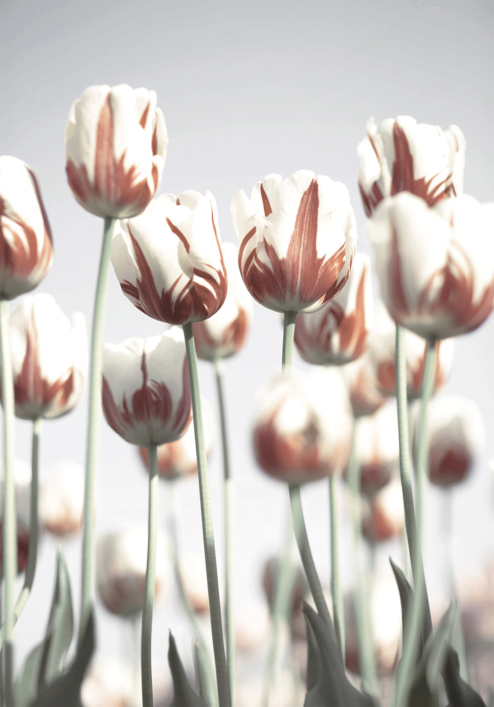 Niederländische Tulpen-Poster - Posterbox.dk