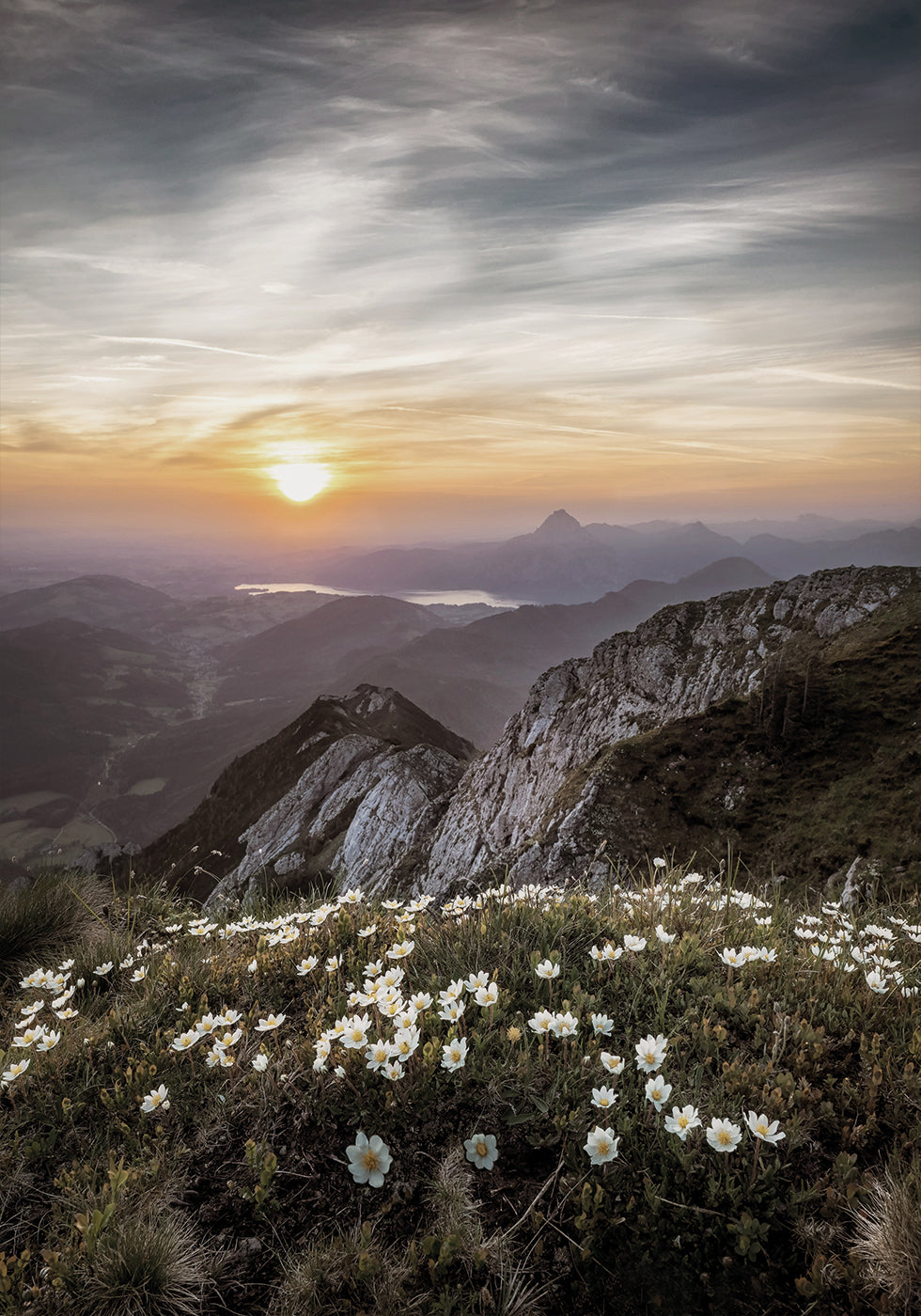 Poster „Sonnenaufgang über Bergwildblumen“ - Posterbox.dk