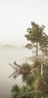 Poster „Nebliger Sommermorgen“ - Posterbox.dk