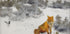 Fuchs in der Winterlandschaft von Bruno Liljefors Nr. 2 Poster - Posterbox.dk