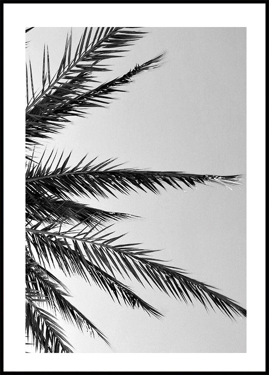 Palmblätter-Poster - Posterbox.dk