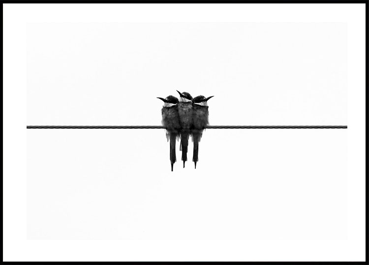 Vögel auf Draht Poster - Posterbox.dk
