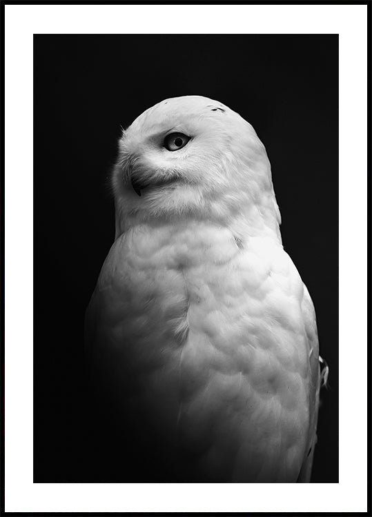 Schneeeule in Schwarz-Weiß-Poster - Posterbox.dk