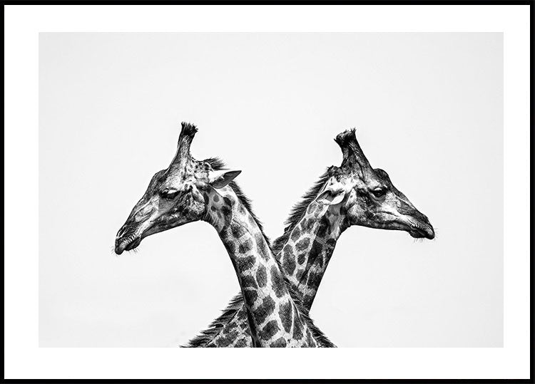Poster mit zwei Giraffen - Posterbox.dk