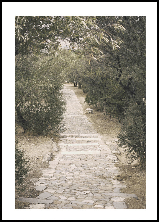 Trail in the Olive Garden Poster - Posterbox.dk