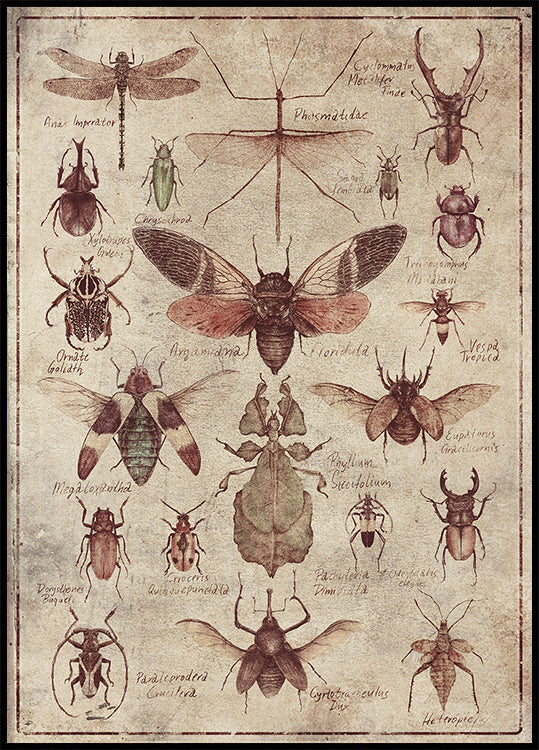 Vintage-style  Insects Plakat - Posterbox