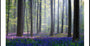 Bluebells Plakat - Posterbox