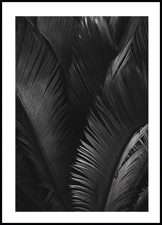Palmblätter-Poster - Posterbox.dk
