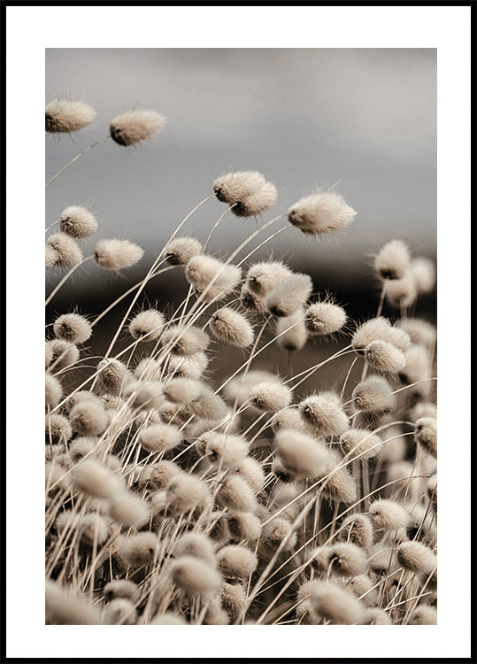 Reeds Field Poster - Posterbox.dk