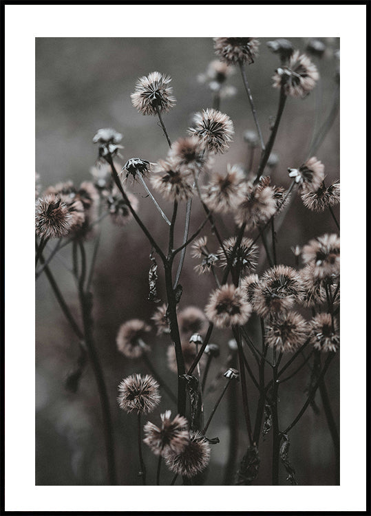 Waldblumen-Poster - Posterbox.dk