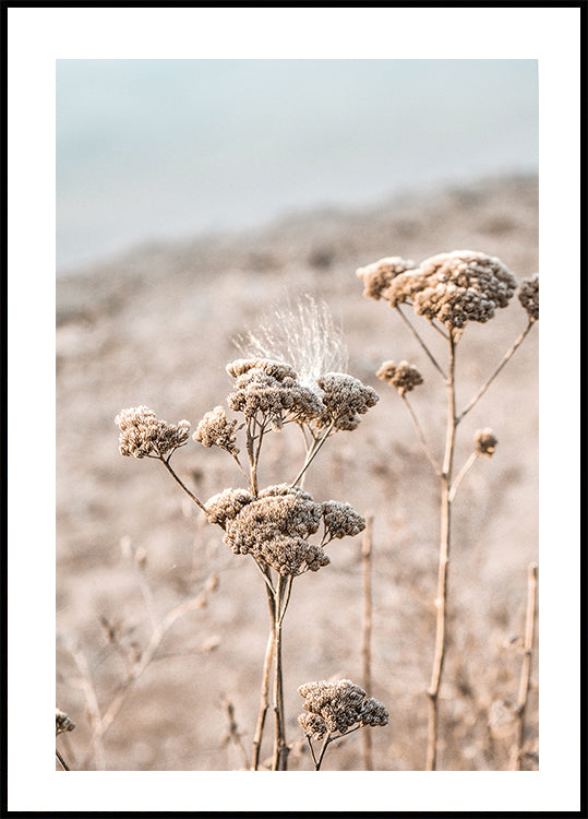 Trockenblumen-Poster - Posterbox.dk