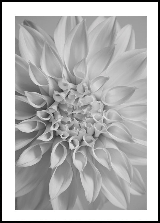 Blumenposter - Posterbox.dk