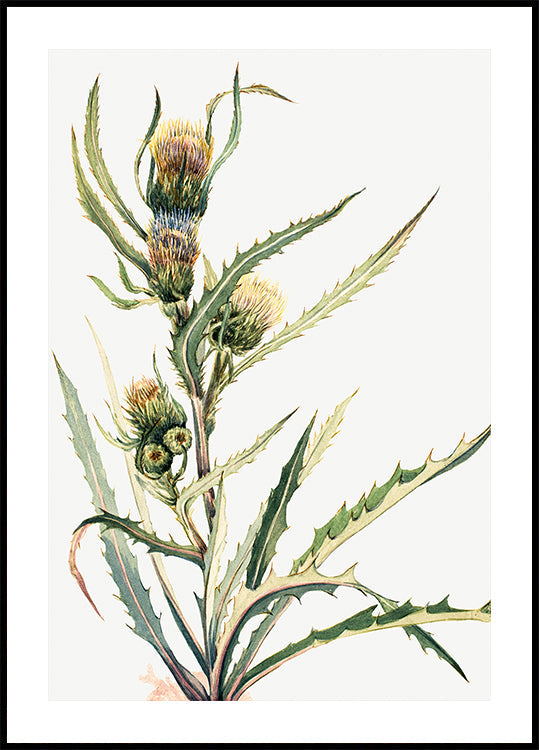 White Thistle Plakat - Posterbox