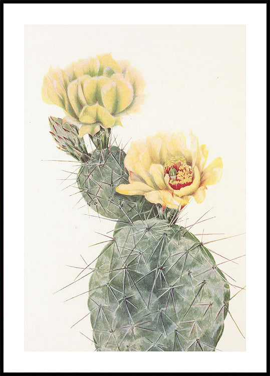 Missouri Prickly Pear From North American Wildflowers (1925) By Mary Vaux Walcott. Plakat - Posterbox