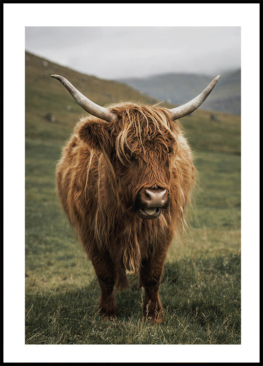 Hochlandkuh in der Nähe eines Berges Poster - Posterbox.dk