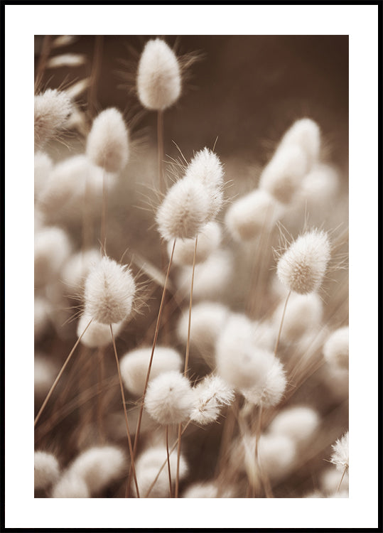 Sanfte Eleganz des Lagurus-Posters - Posterbox.dk