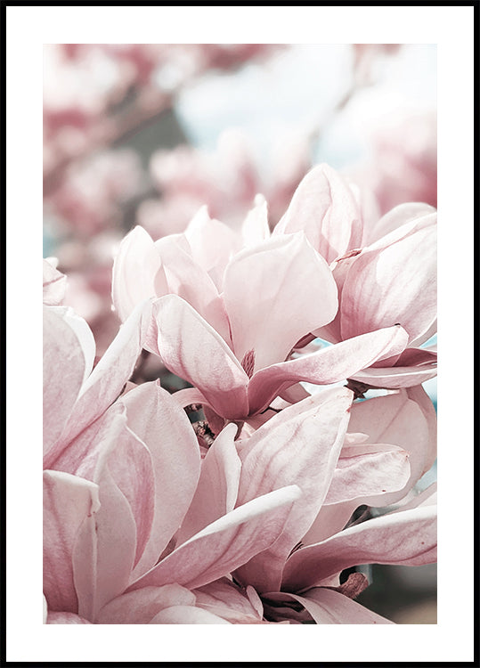 Magnolienblüten-Poster - Posterbox.dk