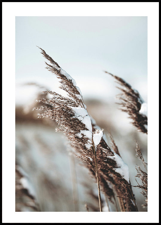 Winter Reed Poster - Posterbox.dk