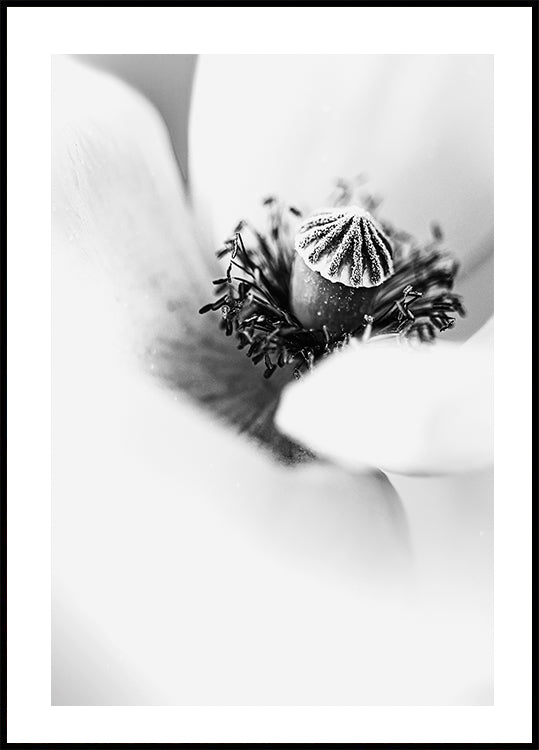 Poster mit weißen Tulpen - Posterbox.dk