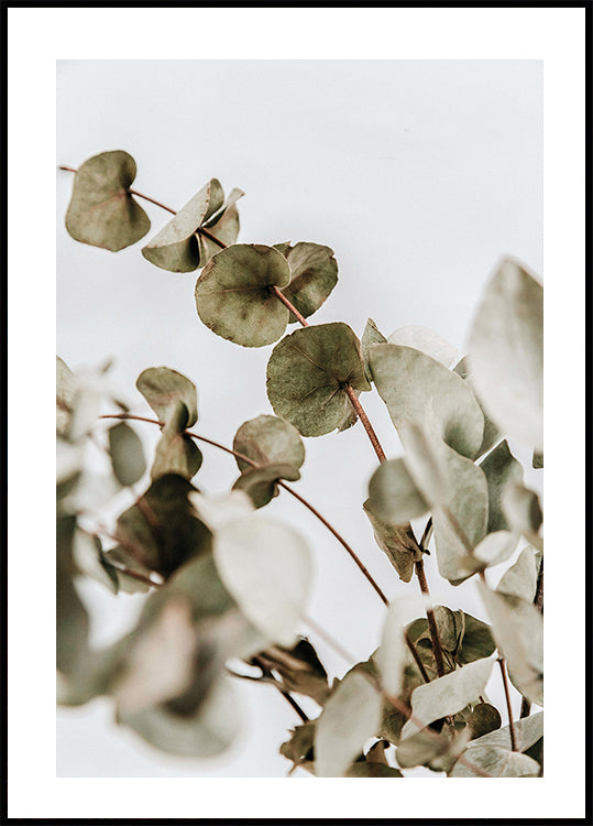 Eukalyptus-Poster - Posterbox.dk