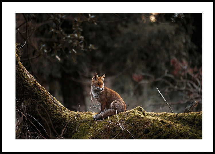 Fuchs im Wald Poster - Posterbox.dk