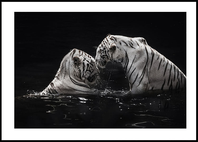 Weiße Tiger im Wasser Poster - Posterbox.dk
