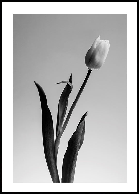 Serendipity-Poster - Posterbox.dk