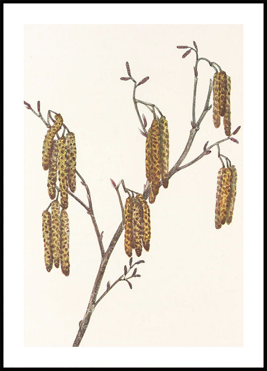 Hazel Alder (alnus Regosa) From North American Wildflowers (1925) By Mary Vaux Walcott. Plakat - Posterbox