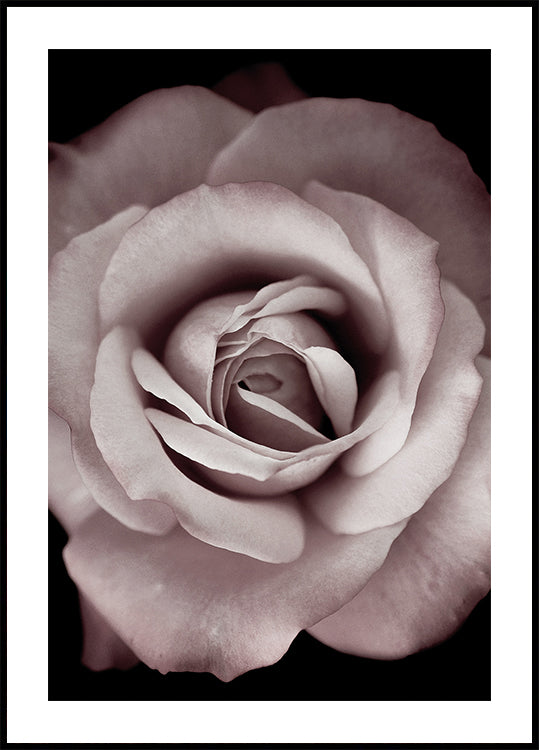 Rosa Rose Poster - Posterbox.dk