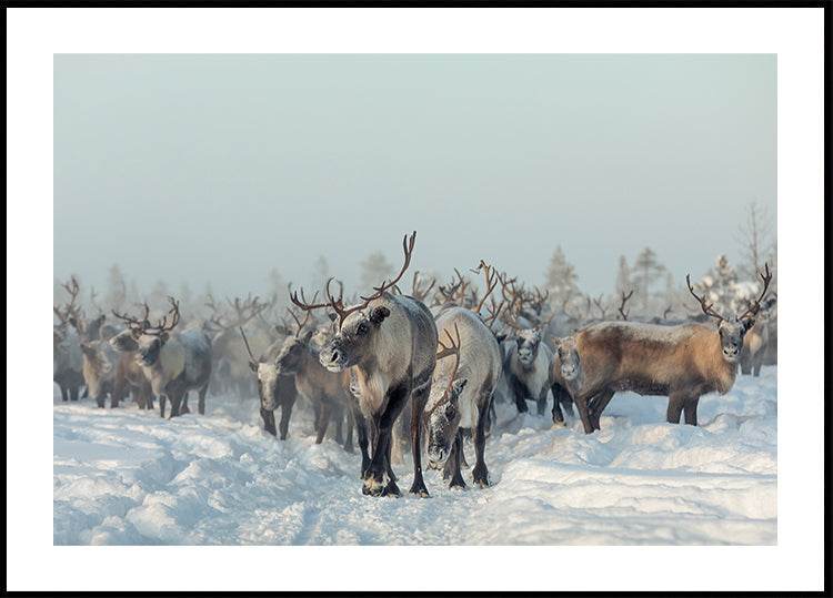 Reindeers - Posterbox