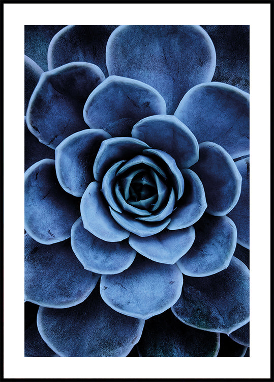 Blaues Sukkulenten-Poster - Posterbox.dk