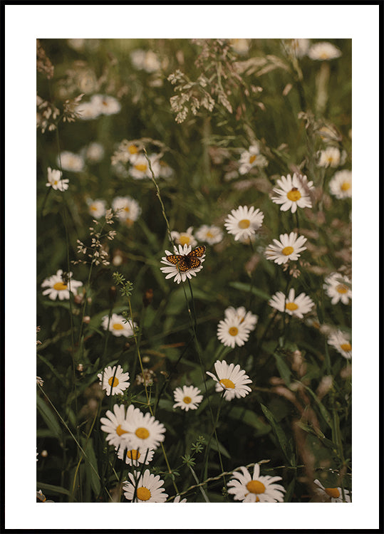 Kamille und Schmetterling Poster - Posterbox.dk