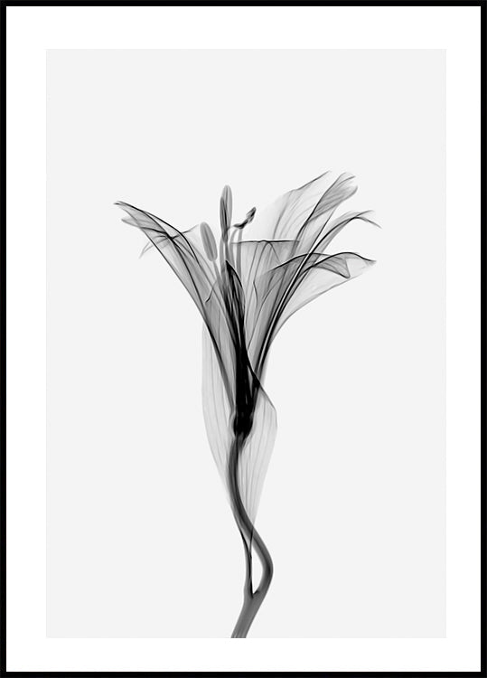 Anmutiges Lilien-Poster - Posterbox.dk